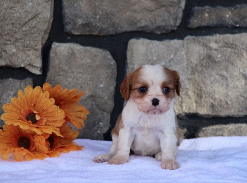 Lily - Cavalier Puppy