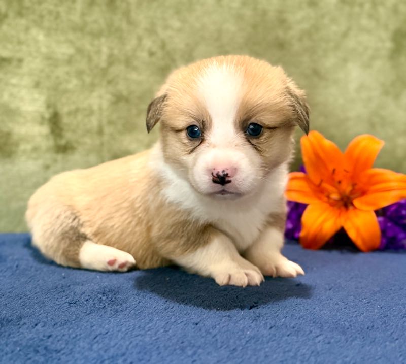 Ricky - Corgi Puppy